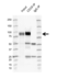 Anti Human CD19 Antibody, clone LE-CD19 (Monoclonal Antibody Antibody) thumbnail image 8