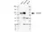 Anti Human CD19 Antibody, clone LE-CD19 (Monoclonal Antibody Antibody) thumbnail image 8