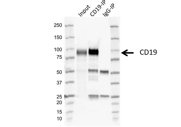 Anti Human CD19 Antibody, clone LE-CD19 (Monoclonal Antibody Antibody) gallery image 8