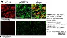 Anti Human CD19 Antibody, clone LT19 gallery image 10