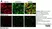 Anti Human CD19 Antibody, clone LT19 thumbnail image 10