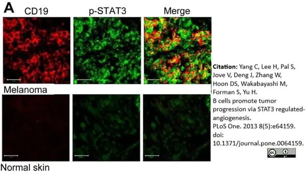 Anti Human CD19 Antibody, clone LT19 gallery image 10