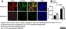 Anti Human CD19 Antibody, clone LT19 gallery image 11