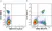 Anti Human CD19 Antibody, clone LT19 thumbnail image 118