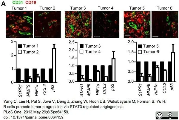 Anti Human CD19 Antibody, clone LT19 gallery image 12
