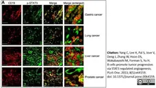 Anti Human CD19 Antibody, clone LT19 gallery image 14