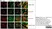 Anti Human CD19 Antibody, clone LT19 thumbnail image 14