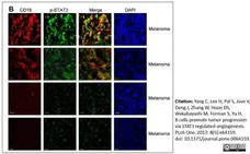 Anti Human CD19 Antibody, clone LT19 gallery image 15