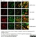 Anti Human CD19 Antibody, clone LT19 thumbnail image 14