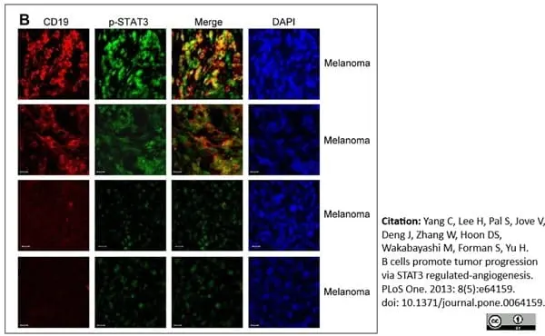 Anti Human CD19 Antibody, clone LT19 gallery image 15