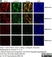 Anti Human CD19 Antibody, clone LT19 thumbnail image 15