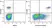 Anti Human CD19 Antibody, clone LT19 thumbnail image 18