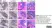 Anti Human CD19 Antibody, clone LT19 thumbnail image 19