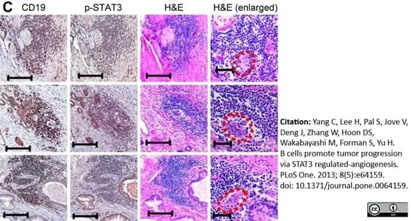 Anti Human CD19 Antibody, clone LT19 gallery image 19