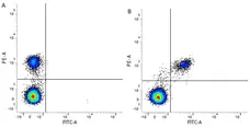 Anti Human CD19 Antibody, clone LT19 gallery image 2