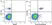 Anti Human CD19 Antibody, clone LT19 thumbnail image 21