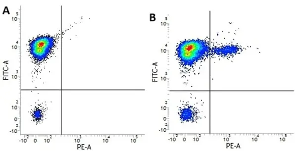 Anti Human CD19 Antibody, clone LT19 gallery image 4