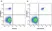 Anti Human CD19 Antibody, clone LT19 thumbnail image 54
