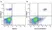 Anti Human CD19 Antibody, clone LT19 thumbnail image 56