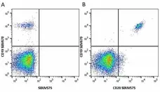 Anti Human CD19 Antibody, clone LT19 gallery image 57