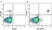 Anti Human CD19 Antibody, clone LT19 thumbnail image 58