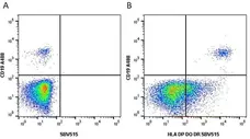 Anti Human CD19 Antibody, clone LT19 gallery image 7