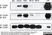 Anti Human CD195 Antibody, clone HEK/1/85a thumbnail image 1