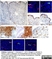 Anti Human CD1a Antibody, clone NA1/34-HLK thumbnail image 14