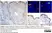 Anti Human CD1a Antibody, clone NA1/34-HLK thumbnail image 14