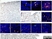 Anti Human CD1a Antibody, clone NA1/34-HLK thumbnail image 15