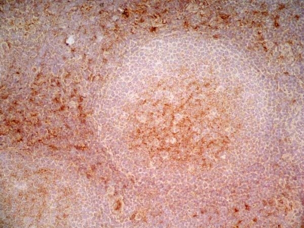 Anti Human CD1a Antibody, clone NA1/34-HLK gallery image 5