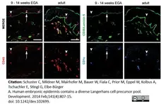 Anti Human CD1c Antibody, clone L161 gallery image 3