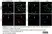 Anti Human CD1c Antibody, clone L161 thumbnail image 3