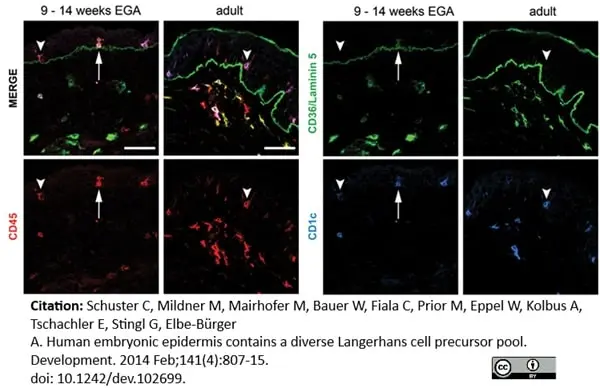 Anti Human CD1c Antibody, clone L161 gallery image 3
