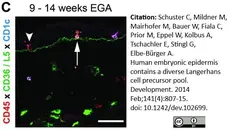 Anti Human CD1c Antibody, clone L161 gallery image 4