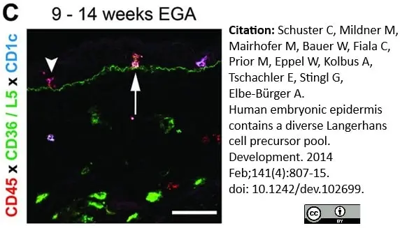 Anti Human CD1c Antibody, clone L161 gallery image 4