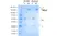 Anti CD20 (Rituximab Biosimilar) Antibody, clone 10F381 thumbnail image 1