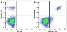 Anti Human CD20 Antibody, clone 2H7 gallery image 14