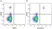 Anti Human CD20 Antibody, clone 2H7 thumbnail image 18