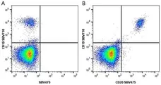 Anti Human CD20 Antibody, clone 2H7 gallery image 19