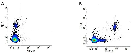 Anti Human CD20 Antibody, clone 2H7 gallery image 2