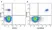 Anti Human CD20 Antibody, clone 2H7 thumbnail image 29