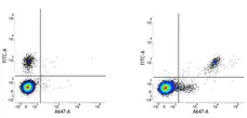 Anti Human CD20 Antibody, clone 2H7 gallery image 3
