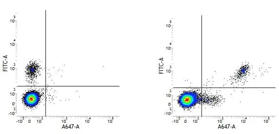 Anti Human CD20 Antibody, clone 2H7 gallery image 3