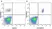 Anti Human CD20 Antibody, clone 2H7 thumbnail image 32