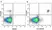 Anti Human CD20 Antibody, clone 2H7 thumbnail image 33