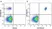 Anti Human CD20 Antibody, clone 2H7 thumbnail image 34