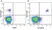 Anti Human CD20 Antibody, clone 2H7 thumbnail image 35