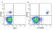 Anti Human CD20 Antibody, clone 2H7 thumbnail image 37