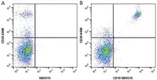 Anti Human CD20 Antibody, clone 2H7 gallery image 5